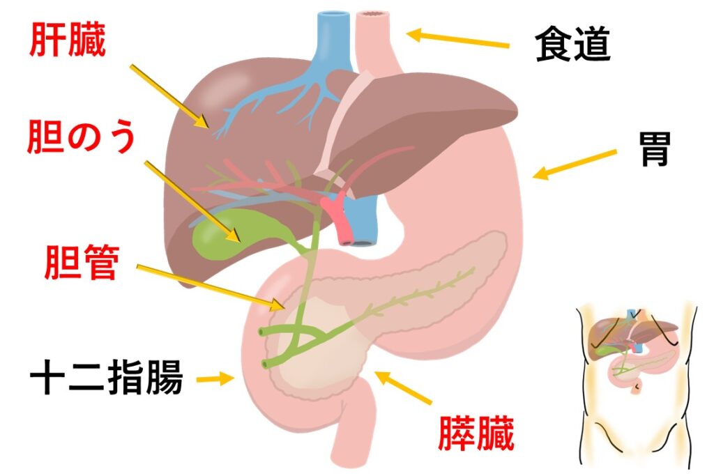 疾患 のイメージ画像